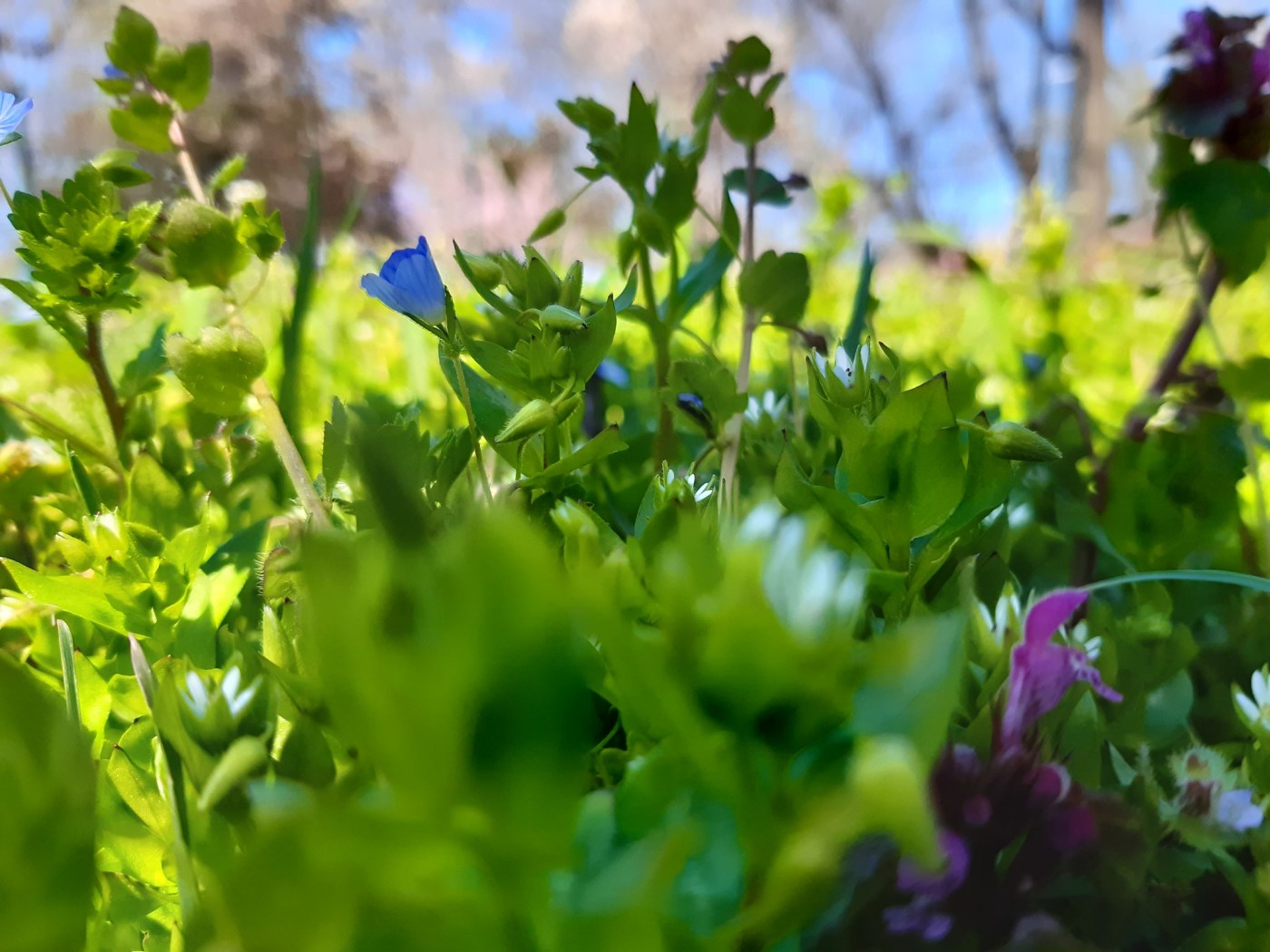 Close up with fresh grass and delicate flowers