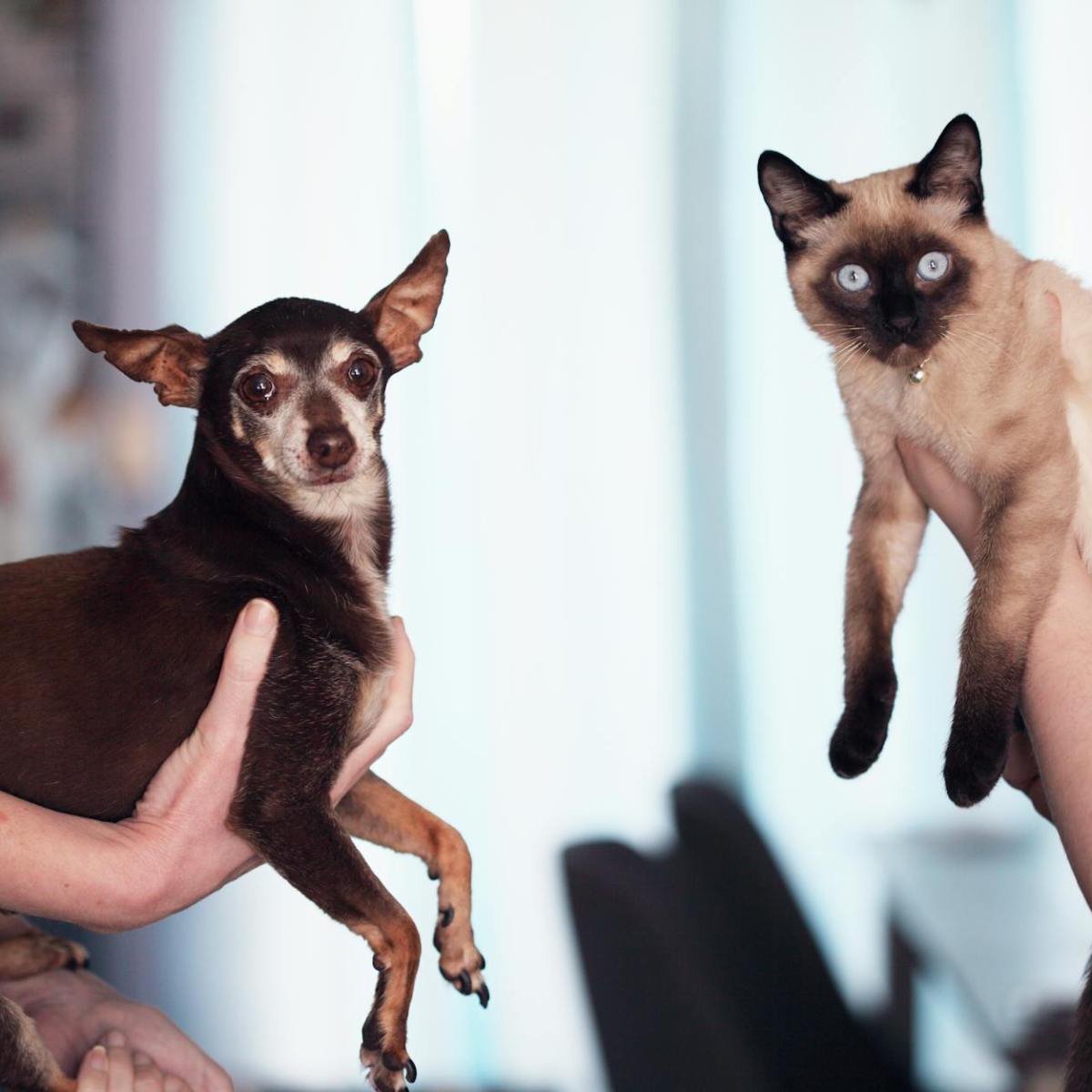 🐾 Day 24: Cat Rescues & Chaos (No&nbsp;Regrets)